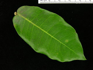 Ixora coccinea, leaf top