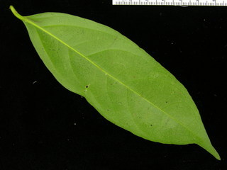 Lacistema aggregatum, leaf bottom