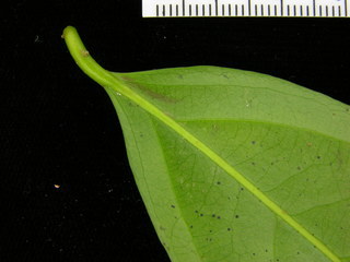 Lacistema aggregatum, leaf bottom stem