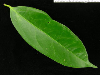 Lacistema aggregatum, leaf top