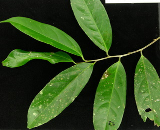Lacistema aggregatum, leaves