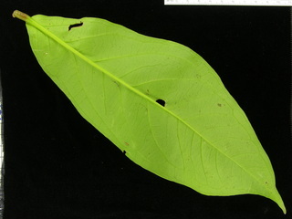 Syzygium malaccense, leaf bottom