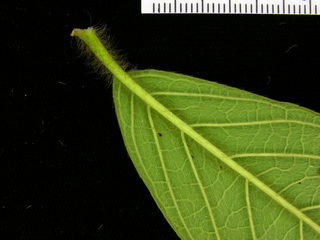Tournefortia cuspidata, leaf bottom stem