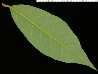 Virola sebifera, leaf bottom