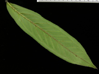 Xanthosoma helleborifolium, leaf bottom