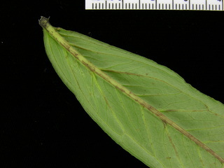 Xanthosoma helleborifolium, leaf bottom stem