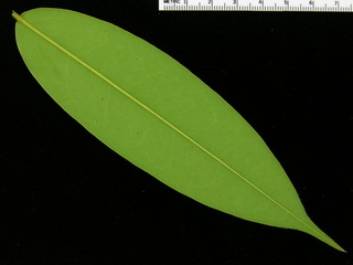 Xylopia macrantha, leaf bottom