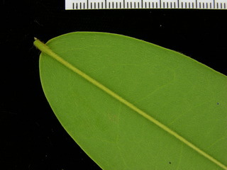 Xylopia macrantha, leaf bottom stem