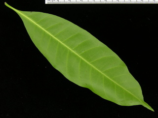 Alibertia edulis, leaf bottom