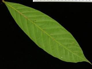 Guarea fuzzy, leaf bottom
