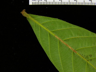Guarea fuzzy, leaf bottom stem