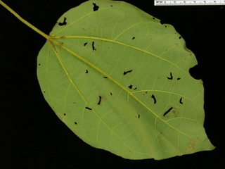 Hampea appendiculata, leaf bottom
