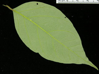 Licania hypoleuca, leaf bottom