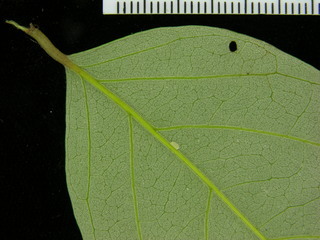 Licania hypoleuca, leaf bottom stem