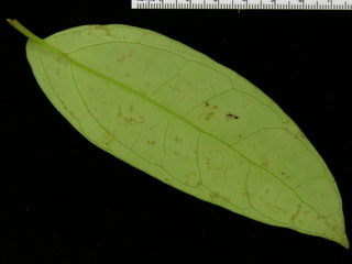 Piper cordulatum, leaf bottom