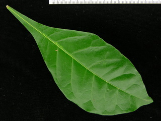 Quassia amara, leaf top