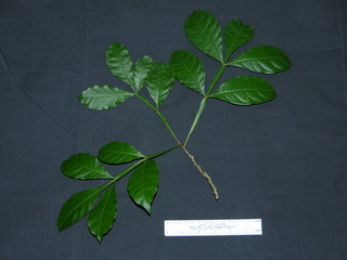 Quassia amara, leaves