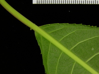 Sapium glandulosum, leaf bottom stem
