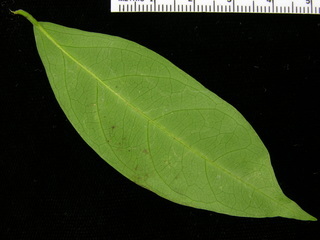 Tetrapterys discolor, leaf bottom stem