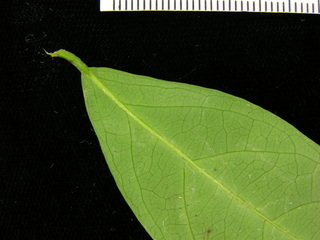 Tetrapterys discolor, leaf bottom stem