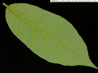 Virola sebifera, leaf bottom