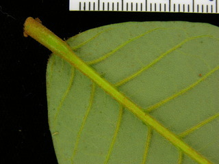 Virola sebifera, leaf bottom stem