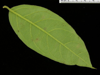 Aegiphila cephalophora, leaf bottom