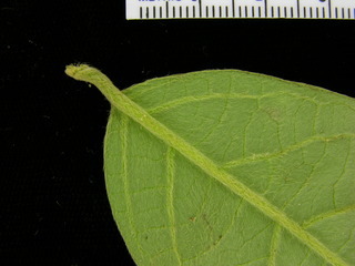 Aegiphila cephalophora, leaf bottom stem