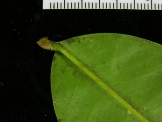 Chamguava schippii, leaf bottom stem