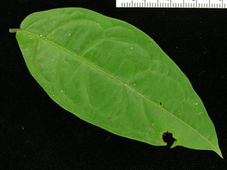 Combretum decandrum, leaf top
