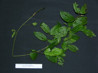 Combretum decandrum, leaves