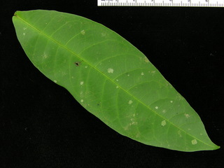 Combretum laxum, leaf top