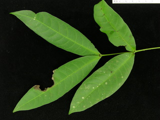 Combretum laxum, leaves