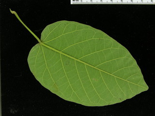Croton billbergianus, leaf bottom