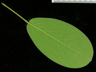 Desmodium heterocarpon, leaf bottom