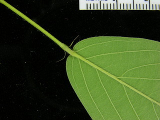 Desmodium heterocarpon, leaf bottom stem
