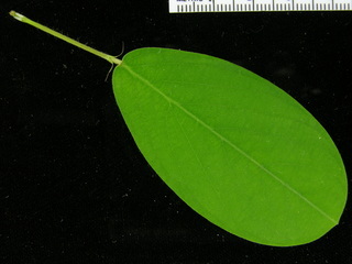 Desmodium heterocarpon, leaf top