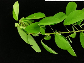 Desmodium heterocarpon, leaves