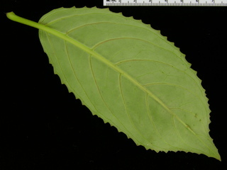 Drymonia serrulata, leaf bottom