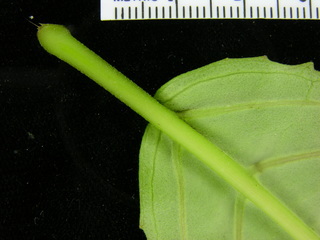Drymonia serrulata, leaf bottom stem
