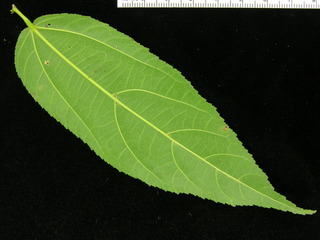 Guazuma ulmifolia, leaf bottom