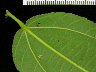 Guazuma ulmifolia, leaf bottom stem