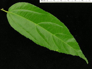 Guazuma ulmifolia, leaf top