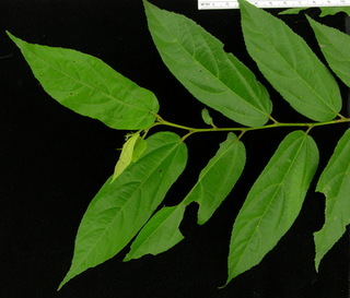 Guazuma ulmifolia, leaves