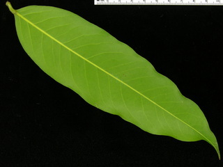 Licania platypus, leaf bottom