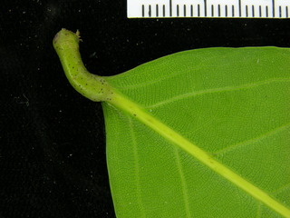 Licania platypus, leaf bottom stem