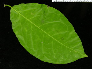 Mascagnia hiraea, leaf bottom