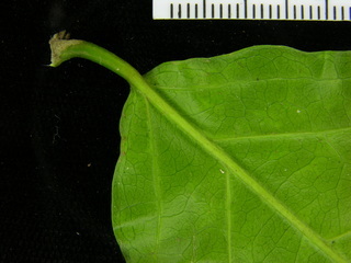 Mascagnia hiraea, leaf bottom stem