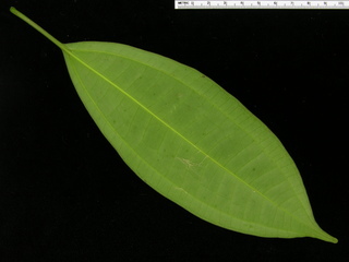 Miconia hondurensis, leaf bottom