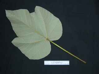 Ochroma pyramidale, leaf bottom